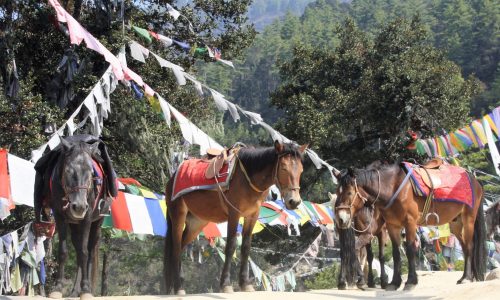 Bhutan, Pferde am Wegesrand auf der Wanderung zum Tiger Nest Kloster