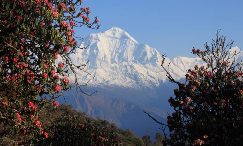 Annapurna-Region in Nepal: Blick auf den Dhaulagiri im Frühling während der Rhododendronblüte