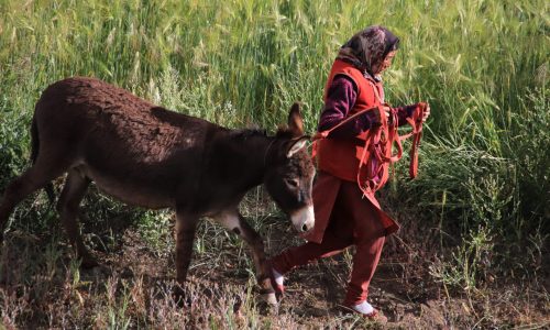 Spiti, Kinnauer, Lahaul