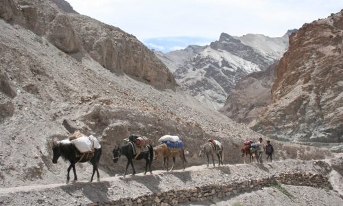 Indien: Muli-Karawane beim Camp-Trek in Ladakh