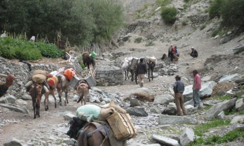 Indien, Ladakh, Mulis