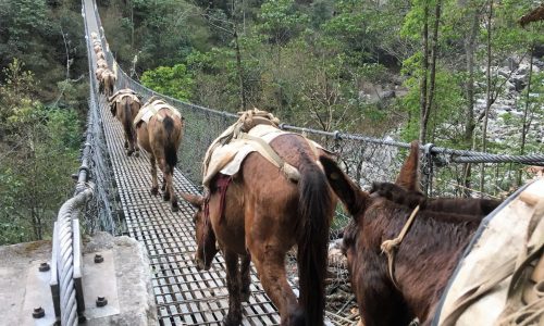 Muli Karawane im Everest Trek | Nepal