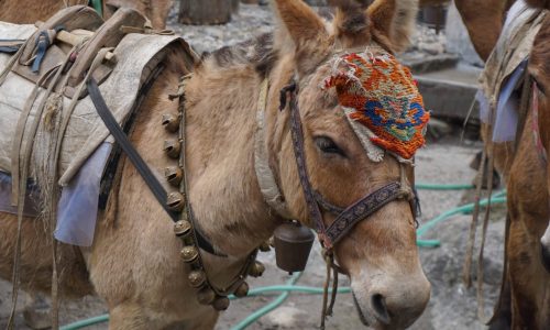 Nepal, Everest, Ama Dablam, (62)