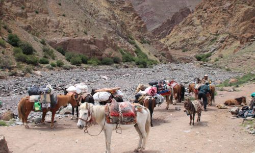 Mulis bei Sumdo | Ende des Markha Valley Treks | Ladakh