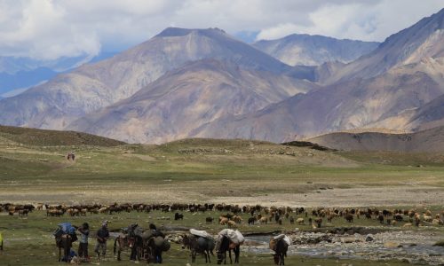 Nimaling | Markha Valley Trek | Ladakh