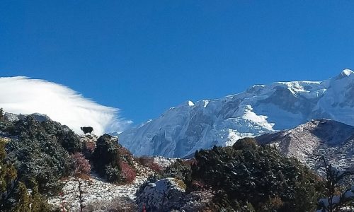 Yak auf dem Weg zum Kanchenjunga Basecamp in Nepal